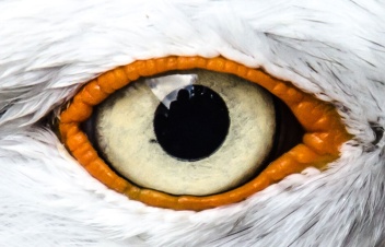 			The Seagull Druid 2021 Production Page