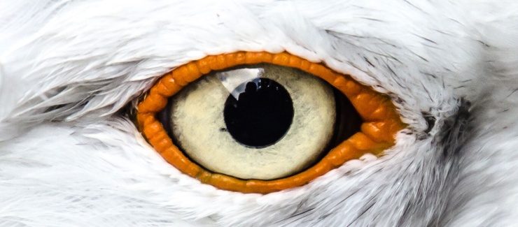 			The Seagull Druid 2021 Production Page
